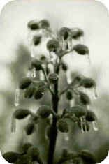 Paulownia in Winter