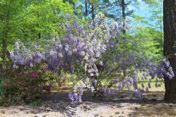 Wisteria