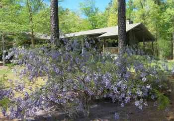 Wisteria